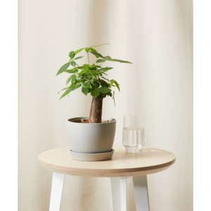 Bloomscape Mini Money Tree with Stone Pot